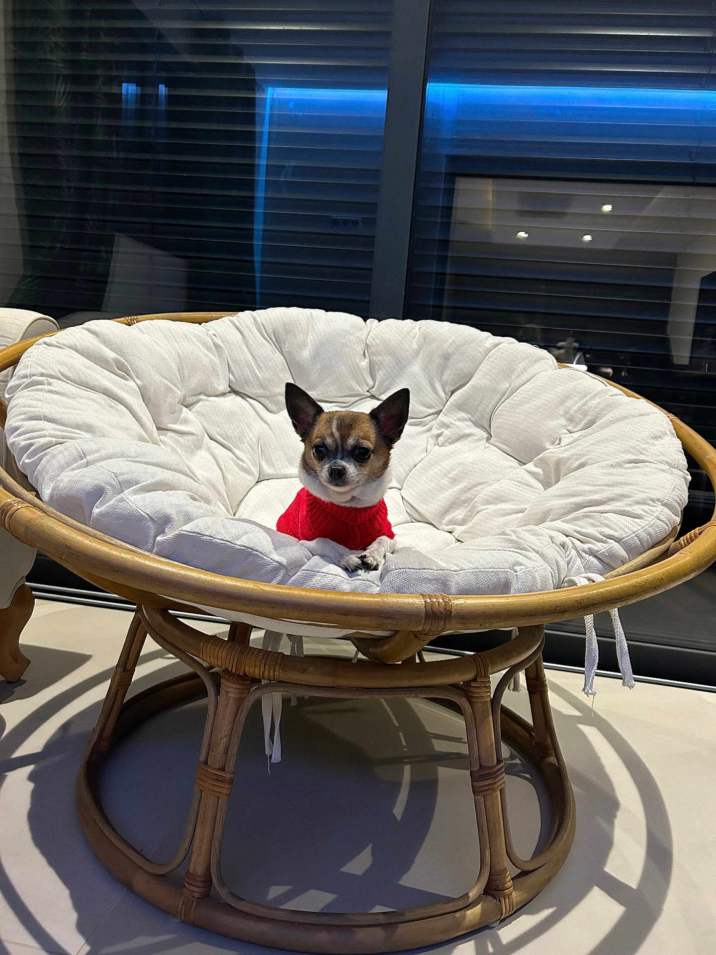 Polly a rejoint le concours — aidez-le/la à gagner de superbes lots ! dog, chihuahua, small_dog, red_sweater, papasan_chair, cushion, indoor, window, blinds, wooden_frame, pet, cute, furniture, cozy, tiny, seated, animal, modern, home, relaxing
