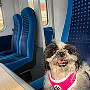 Moo is registered to the contest to win money with this photo: animal, blue_seat, canine, companion, cute, dog, fluffy, fur, happy, harness, indoor, pet, seat, small_dog, table, tongue_out, train, transport, travel, window