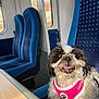animal, blue_seat, canine, companion, cute, dog, fluffy, fur, happy, harness, indoor, pet, seat, small_dog, table, tongue_out, train, transport, travel, window