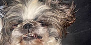 Moo joined the competition — help win amazing prizes! animal, closeup, cute, dog, domestic_animal, expression, face, fluffy, fur, indoors, lying_down, mammal, pet, playful, portrait, relaxed, smiling, teeth, tongue, whiskers