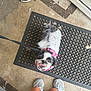 Moo joined the competition — help win amazing prizes! animal, black_and_white, canine, concrete_floor, cute, dog, domestic_animal, footwear, fur, happy, harness, leash, looking_up, outdoor, pet, playful, rubber_mat, small_dog, sneakers, tail
