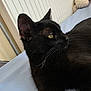 Shamalow a rejoint le concours — aidez-le/la à gagner de superbes lots ! black_cat, cat, pet, animal, feline, yellow_eyes, whiskers, fur, indoors, radiator, plush_toy, teddy_bear, resting, side_view, domestic_cat, close_up, looking_away, soft_light, quiet, relaxed
