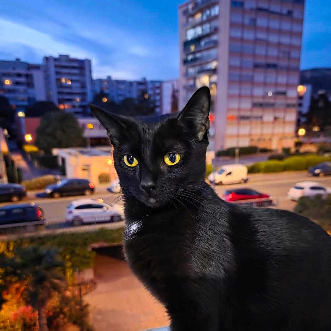 Shamalow a rejoint le concours — aidez-le/la à gagner de superbes lots ! animal, balcony, black_cat, building, car, cat, cityscape, closeup, domestic_cat, evening, feline, nature, outdoor, pet, portrait, street, twilight, urban, window, yellow_eyes