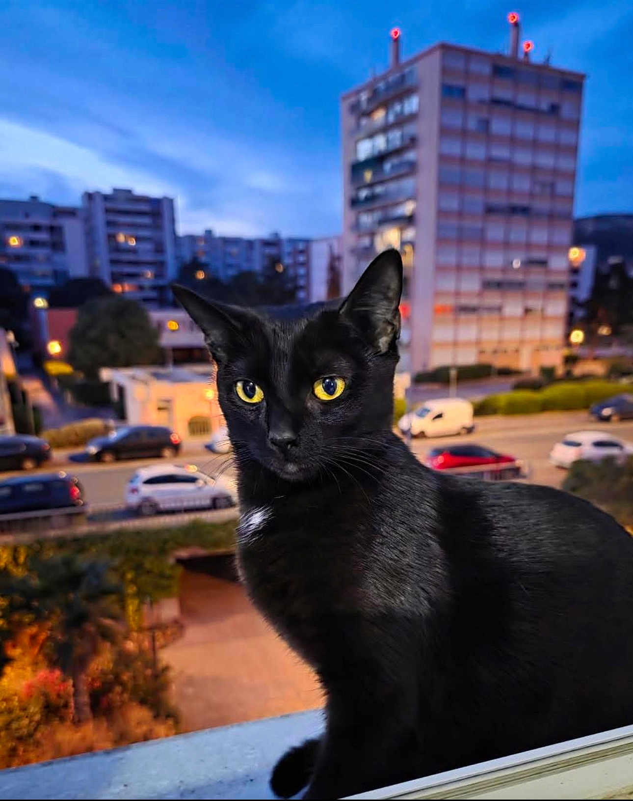 Shamalow a rejoint le concours — aidez-le/la à gagner de superbes lots ! black_cat, cat, animal, pet, outdoor, urban, evening, twilight, building, car, balcony, yellow_eyes, feline, portrait, window, street, cityscape, nature, domestic_cat, closeup