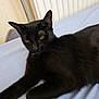 black_cat, cat, indoor, pet, lying_down, yellow_eyes, fur, whiskers, relaxed, bed, sheet, animal, domestic_cat, close_up, portrait, feline, resting, cute, soft_light, cozy