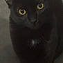 cat, black_cat, yellow_eyes, pet, animal, feline, close_up, indoor, curious, looking_up, whiskers, ears, fur, mammal, cute, domestic_animal, portrait, face, eye_contact, shadow