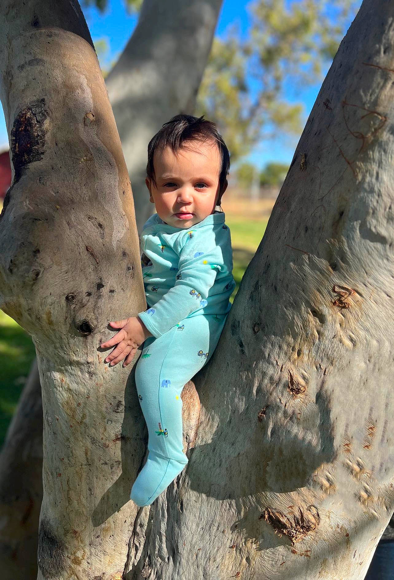 Achilles is registered to the contest to win money with this photo: azure, beauty, branch, eye, fun, grass, happy, head, human_body, leaf, leisure, people_in_nature, person, sky, standing, toddler, tree, trunk, wood, woody_plant