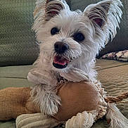 Sandy is registered to the contest to win money with this photo: blanket, close_up, couch, cushion, dog, ears, fluffy, fur, home, indoor, paw, pet, plush_toy, portrait, puppy, small_dog, smiling, tongue_out, toy, white_dog