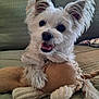 blanket, close_up, couch, cushion, dog, ears, fluffy, fur, home, indoor, paw, pet, plush_toy, portrait, puppy, small_dog, smiling, tongue_out, toy, white_dog