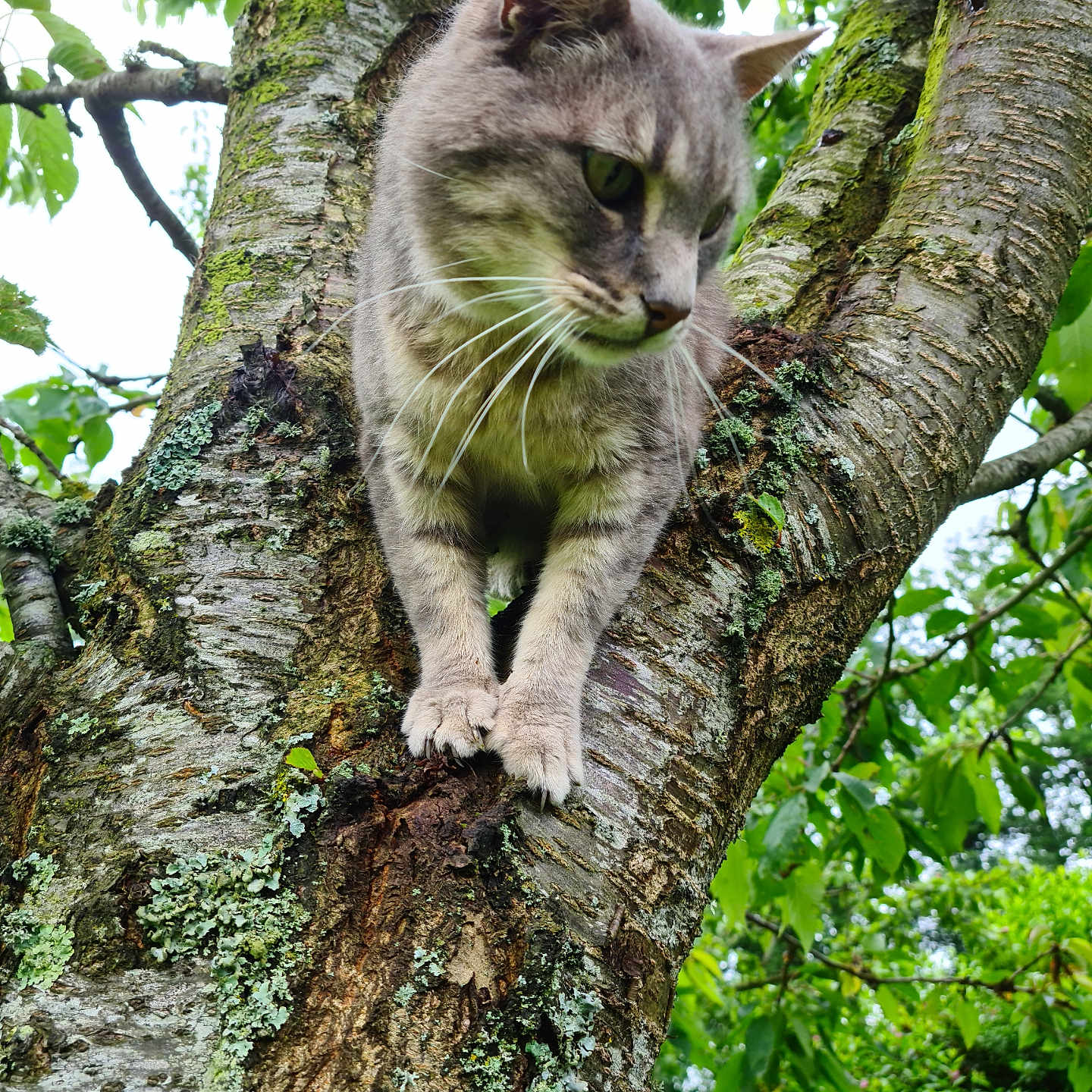 Chocolat participe au concours pour gagner de l'argent avec cette photo : cat, tree, branch, gray_tabby, moss, lichen, green_leaves, outdoor, nature, animal, whiskers, fur, claws, closeup, daylight, garden, curious, perched, wildlife, wood