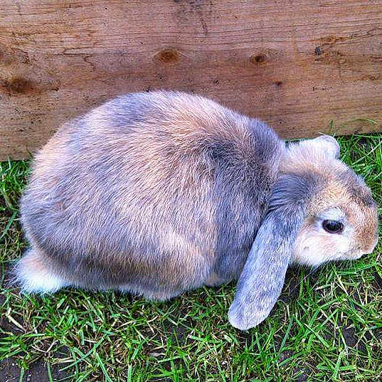Smudge