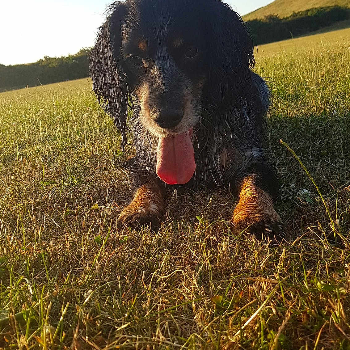 Woody
