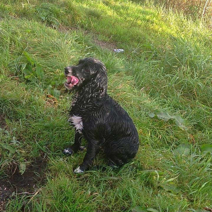 Holly