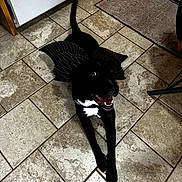 Kahu joined the competition — help win amazing prizes! animal, black_dog, black_fur, companion, digital_art, dog, domestic, floor, happy, indoor, kitchen, looking_up, mythical, pet, playful, smiling, tail, tile_floor, white_chest, wings