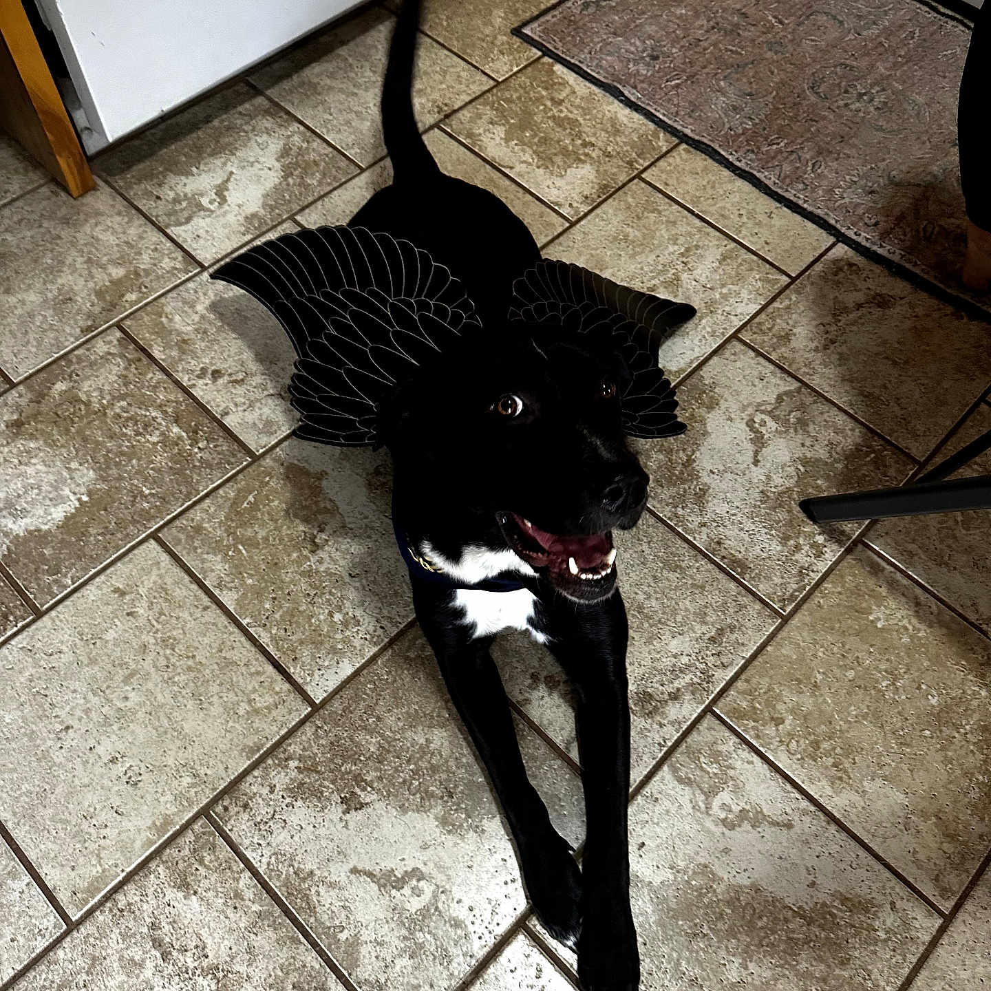 Kahu