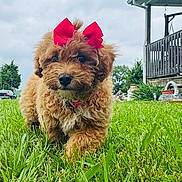 Dolly is registered to the contest to win money with this photo: puppy, dog, bow, red_bow, grass, green_grass, outdoor, cloudy_sky, house, porch, pet, cute, fluffy, walking, nature, summer, young_dog, fur, animal, front_view
