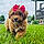 Dolly