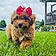 Dolly