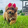 puppy, dog, bow, red_bow, grass, green_grass, outdoor, cloudy_sky, house, porch, pet, cute, fluffy, walking, nature, summer, young_dog, fur, animal, front_view