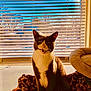 cat, tuxedo_cat, feline, pet, indoor, window, blinds, sunlight, shadow, portrait, whiskers, mouth_open, expression, cozy, cat_bed, blanket, snow_outside, trees, home, domestic_cat