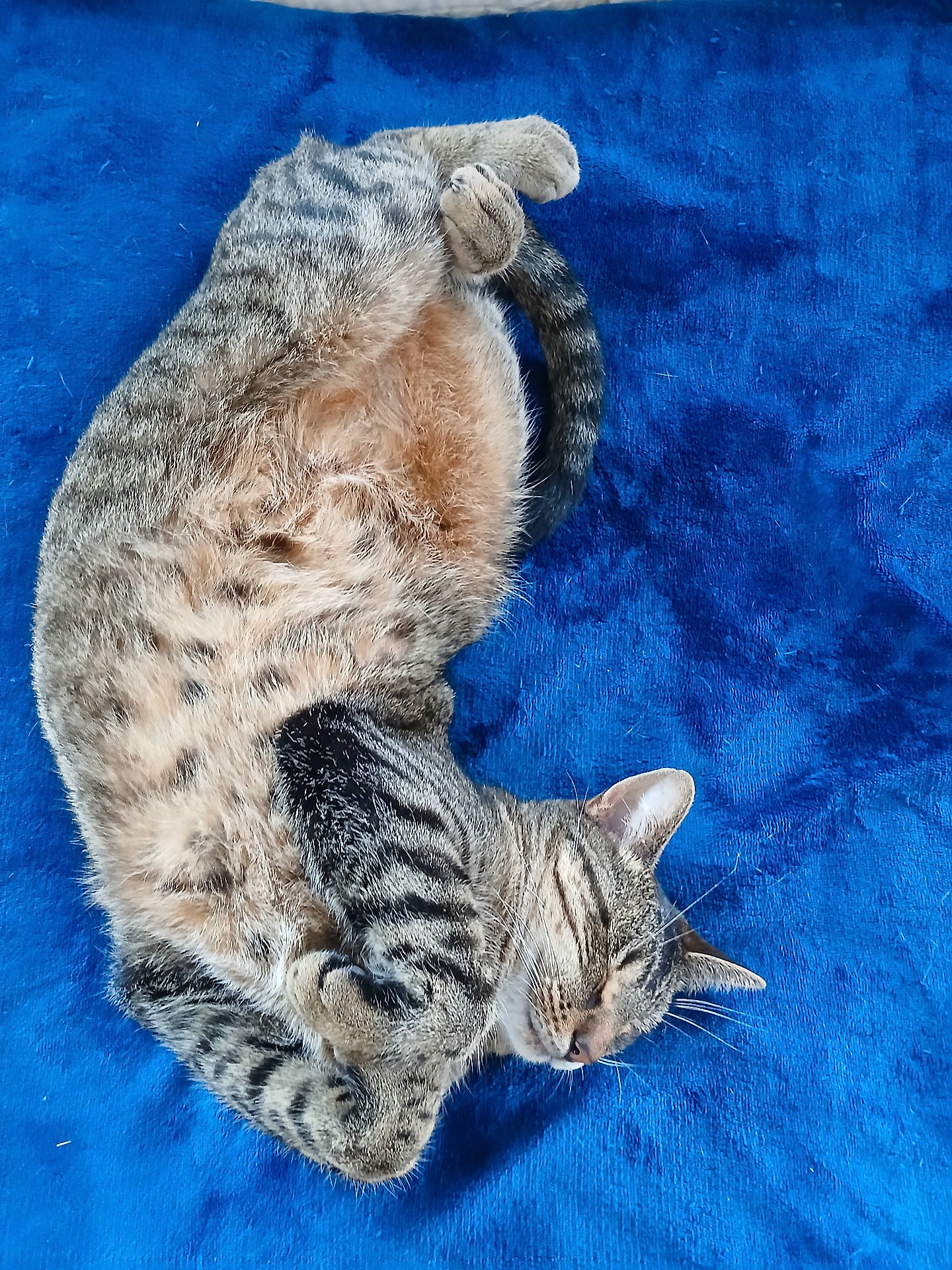 animal, blanket, blue, cat, cozy, curled_up, cute, domestic_cat, ear, feline, fur, paw, pet, relaxed, resting, sleeping, spotted, striped, tabby, whiskers