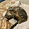Calvin joined the competition — help win amazing prizes! cat, tabby, sleeping, curled_up, blanket, bedspread, indoor, cozy, relaxed, paw, fur, striped, resting, cute, pet, animal, comfort, soft, peaceful, text_overlay