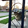 Calvin is registered to the contest to win money with this photo: cat, tabby_cat, porch, concrete, iron_railing, heart_shape, sidewalk, grass, tree, house, suburban, sunset, outdoor, residential_area, street, car, sky, quiet, animal, pet