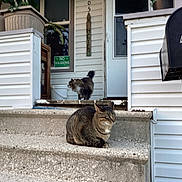 Calvin is registered to the contest to win money with this photo: cat, cats, stairs, porch, mailbox, house, door, concrete, potted_plants, no_soliciting_sign, animal, pet, outdoor, daylight, tabby_cat, feline, resting, domestic_animal, front_yard, home