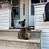 cat, cats, stairs, porch, mailbox, house, door, concrete, potted_plants, no_soliciting_sign, animal, pet, outdoor, daylight, tabby_cat, feline, resting, domestic_animal, front_yard, home