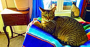 Calvin is registered to the contest to win money with this photo: cat, tabby_cat, blanket, striped_blanket, window, sunlight, plant, potted_plant, table, wooden_table, pillow, cat_pillow, curtain, blue_curtain, carpet, indoor, furniture, relaxing, pet, cozy