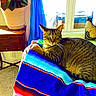 cat, tabby_cat, blanket, striped_blanket, window, sunlight, plant, potted_plant, table, wooden_table, pillow, cat_pillow, curtain, blue_curtain, carpet, indoor, furniture, relaxing, pet, cozy