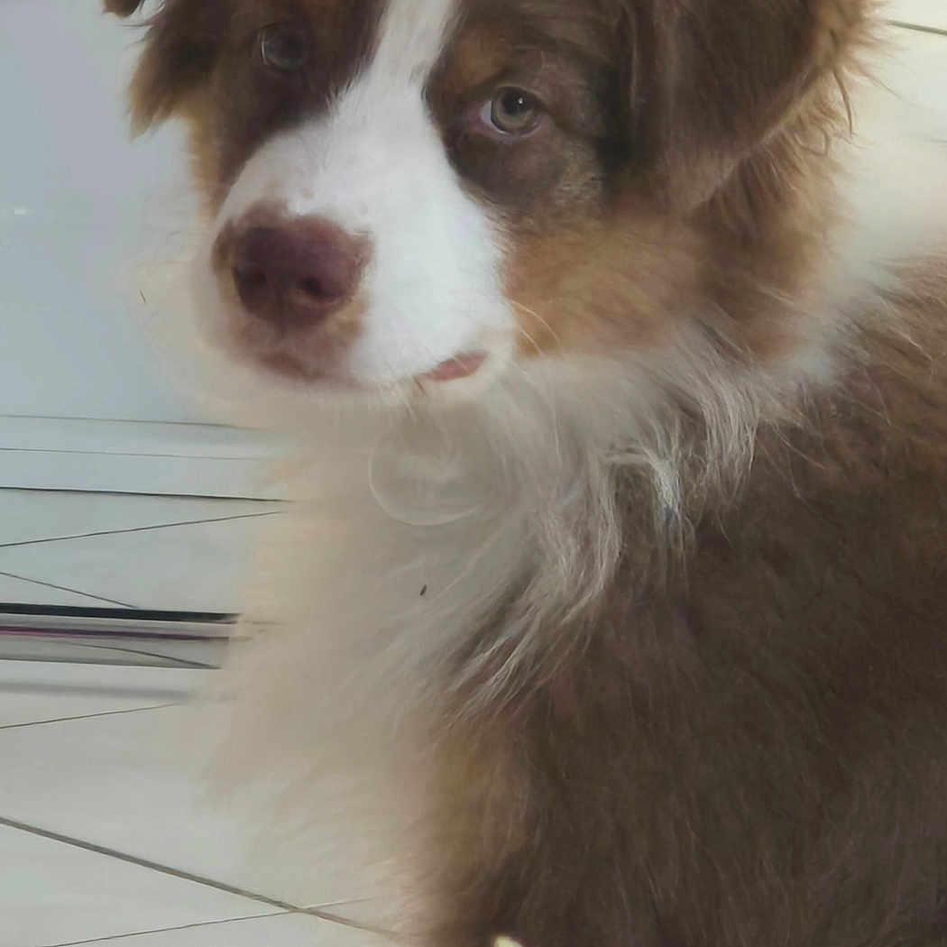 Auréa participe au concours pour gagner de l'argent avec cette photo : animal, bowl, brown, cute, dog, ears, floor, fluffy, fruit, fur, indoor, looking_away, nose, pet, puppy, sliced_fruit, snout, tiled_floor, white, young