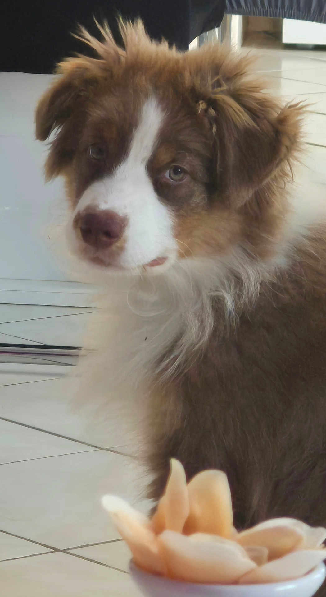 Auréa participe au concours pour gagner de l'argent avec cette photo : dog, puppy, brown, white, fluffy, indoor, floor, tiled_floor, bowl, fruit, sliced_fruit, pet, animal, looking_away, fur, ears, snout, nose, cute, young