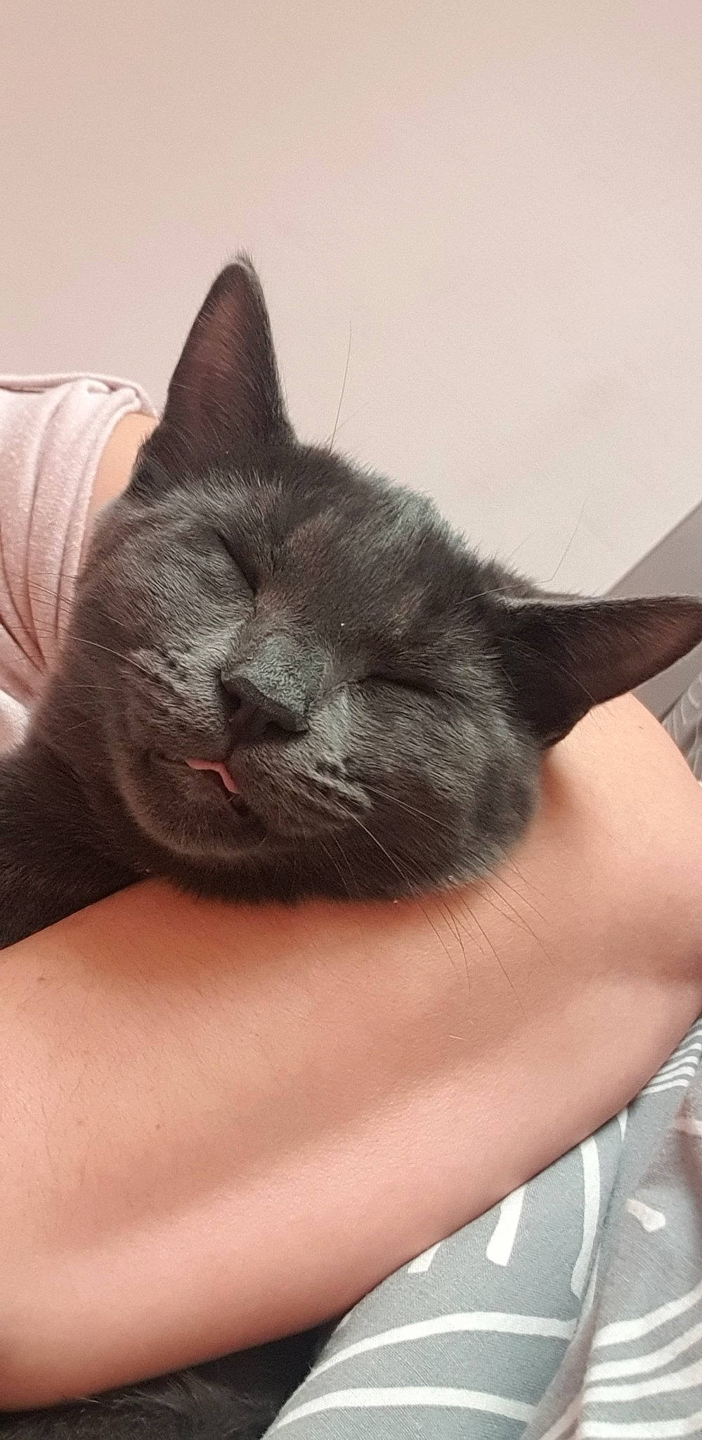 Noisette participe au concours pour gagner de l'argent avec cette photo : asian, black_cat, british_shorthair, burmese, carnivore, cat, chartreux, domestic_short_haired_cat, ear, felidae, korat, mammal, nap, nebelung, russian_blue, small_to_medium_sized_cats, snout, whiskers