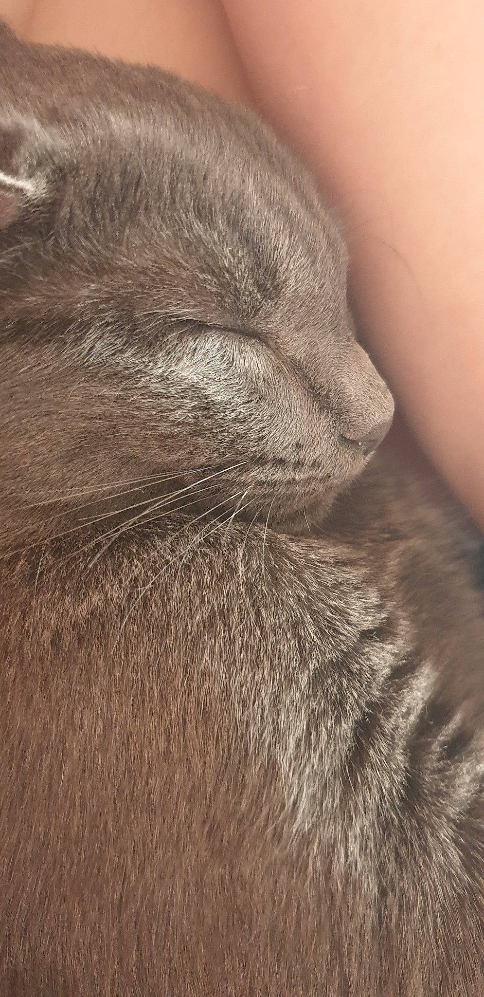 Noisette a rejoint le concours — aidez-le/la à gagner de superbes lots ! beige, british_shorthair, cat, close_up, ear, fawn, felidae, fur, nose, skin, small_to_medium_sized_cats, snout, textile, whiskers