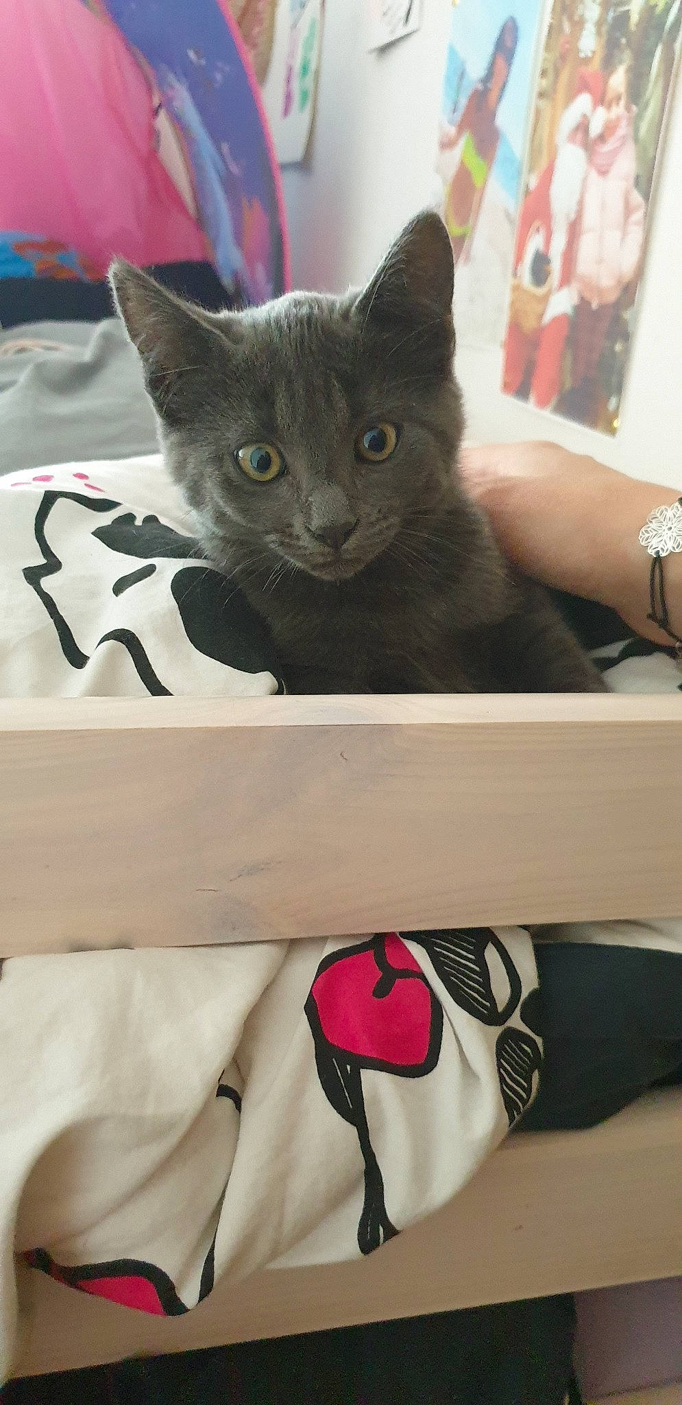 Noisette a rejoint le concours — aidez-le/la à gagner de superbes lots ! american_shorthair, asian, black_cat, british_shorthair, carnivore, cat, chartreux, domestic_short_haired_cat, ear, felidae, kitten, korat, leg, russian_blue, shoe, small_to_medium_sized_cats, whiskers