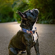 Rubis a rejoint le concours — aidez-le/la à gagner de superbes lots ! dog, french_bulldog, black_and_white, sitting, collar, outdoor, path, greenery, blurred_background, portrait, pet, animal, looking_up, pavement, fur, ears, cute, canine, nature, daylight