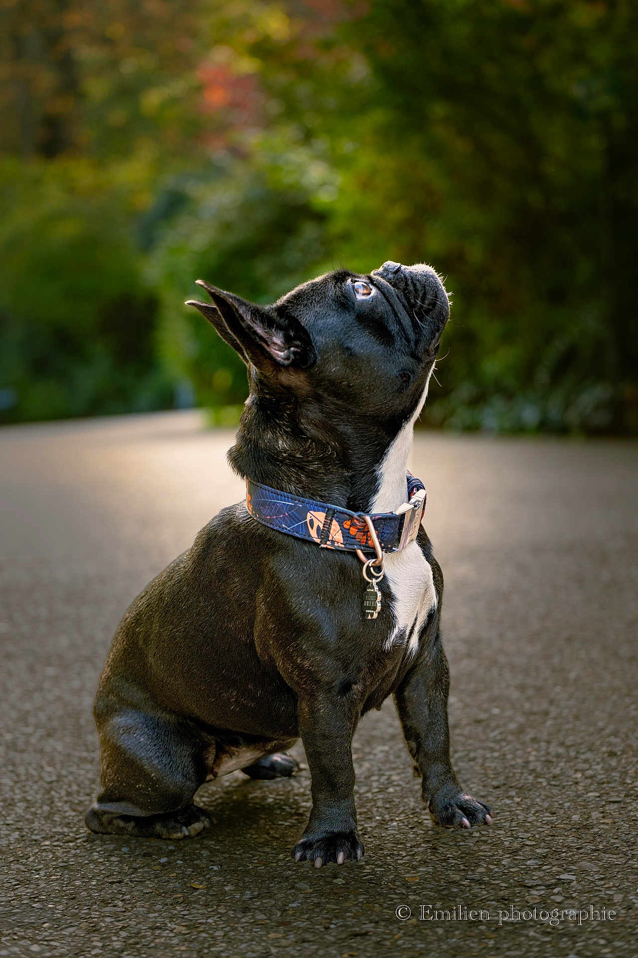 Rubis a rejoint le concours — aidez-le/la à gagner de superbes lots ! dog, french_bulldog, black_and_white, sitting, collar, outdoor, path, greenery, blurred_background, portrait, pet, animal, looking_up, pavement, fur, ears, cute, canine, nature, daylight