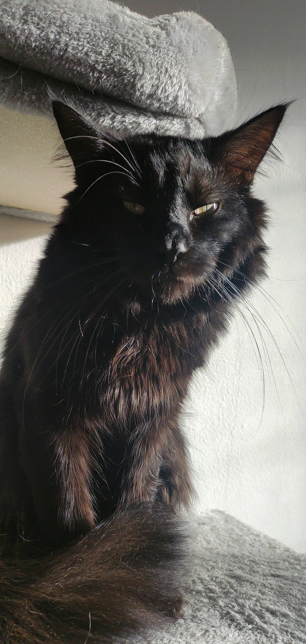 Smoky participe au concours pour gagner de l'argent avec cette photo : black_cat, carnivore, cat, claw, comfort, darkness, domestic_short_haired_cat, felidae, fur, monochrome, monochrome_photography, paw, small_to_medium_sized_cats, snout, tail, whiskers