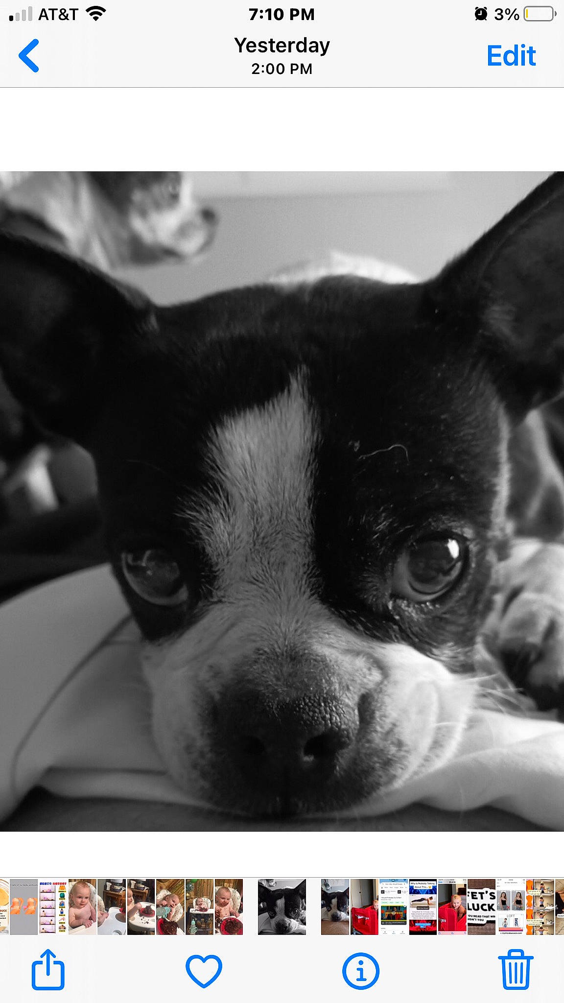 Matilda joined the competition — help win amazing prizes! boston_terrier, canidae, carnivore, companion_dog, dog, dog_breed, ear, fawn, french_bulldog, jaw, photo_caption, photograph, puppy_love, snapshot, snout, sporting_group, toy_dog, whiskers, white, working_animal