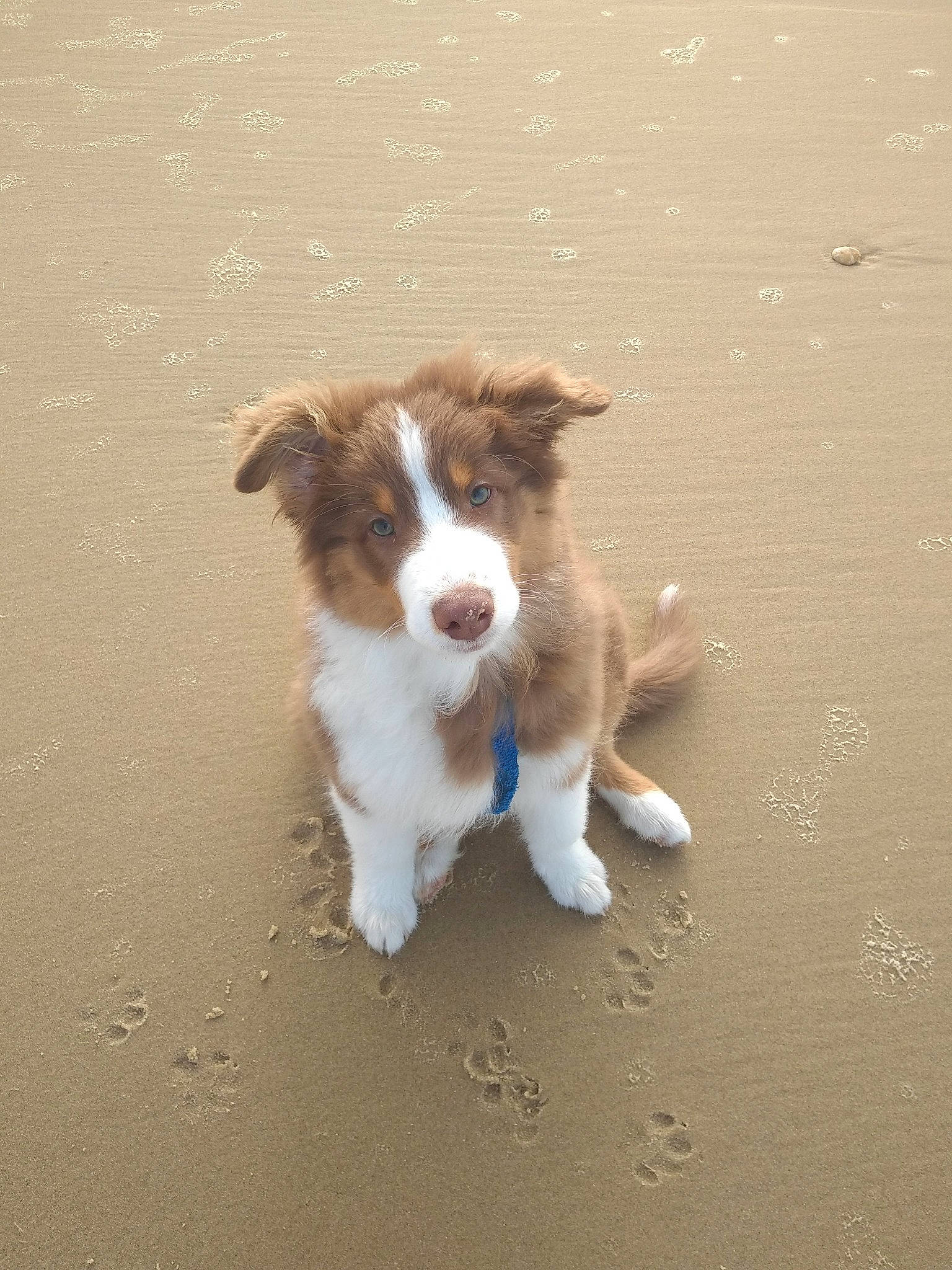 Pepsy a rejoint le concours — aidez-le/la à gagner de superbes lots ! australian_collie, australian_shepherd, border_collie, canidae, carnivore, companion_dog, dog, dog_breed, mammal, miniature_australian_shepherd, puppy, sporting_group, vertebrate, welsh_sheepdog, working_dog