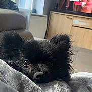 Tyson a rejoint le concours — aidez-le/la à gagner de superbes lots ! dog, black_dog, pet, fluffy, blanket, cozy, indoor, living_room, sofa, window, television, cabinet, fur, ears, face, resting, curtain, home, cute, animal