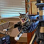 animal, cardboard_box, cat, cat_tree, claws, cute, door, funny, furniture, hammock, home, indoor, paws, pet, relaxing, stretching, tabby, window_blinds, wooden_floor, yawning