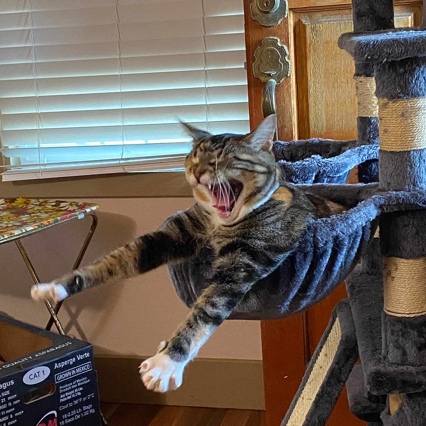Peachie Pie joined the competition — help win amazing prizes! animal, cardboard_box, cat, cat_tree, claws, cute, door, funny, furniture, hammock, home, indoor, paws, pet, relaxing, stretching, tabby, window_blinds, wooden_floor, yawning
