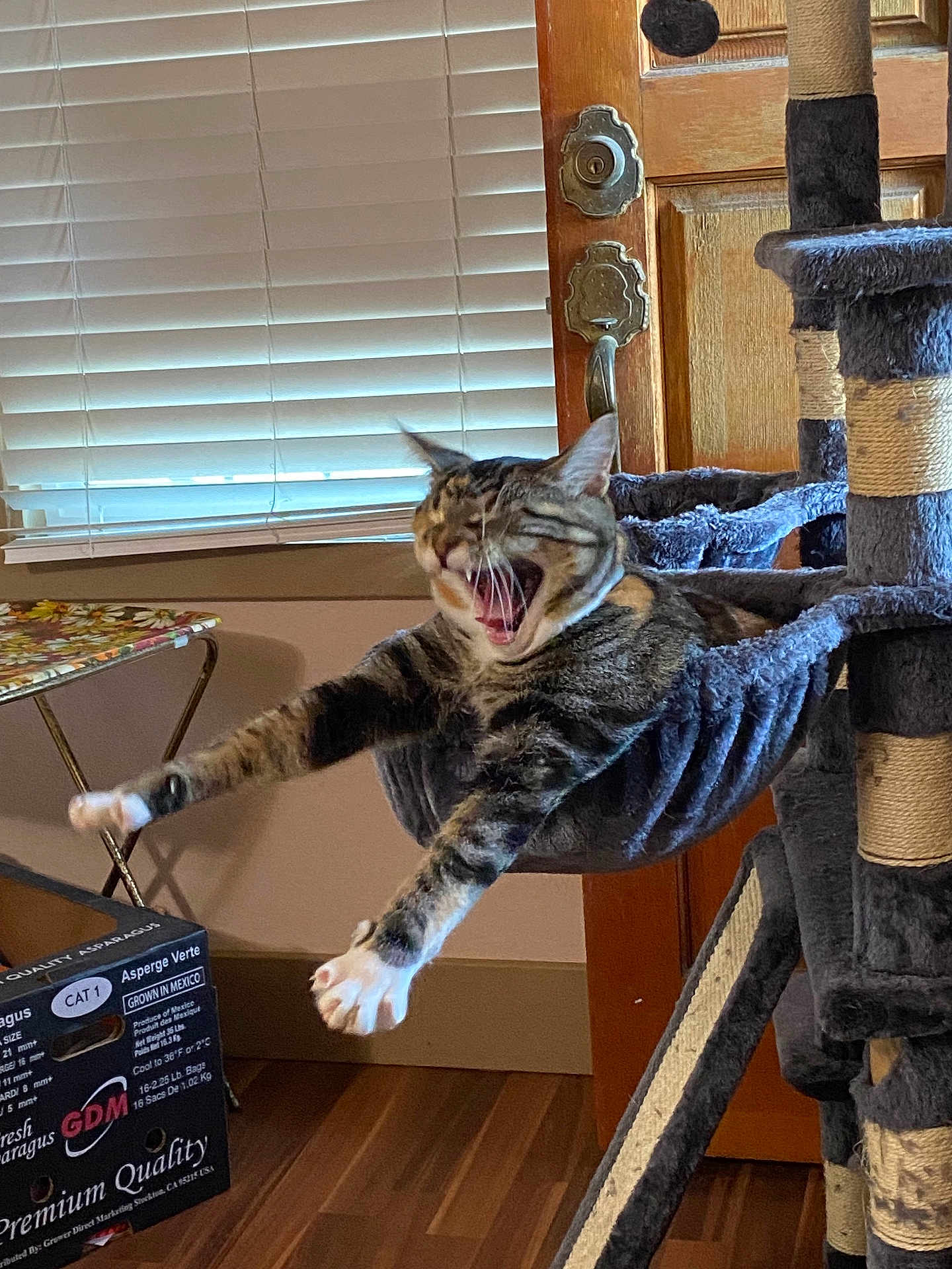 Peachie Pie joined the competition — help win amazing prizes! animal, cardboard_box, cat, cat_tree, claws, cute, door, funny, furniture, hammock, home, indoor, paws, pet, relaxing, stretching, tabby, window_blinds, wooden_floor, yawning