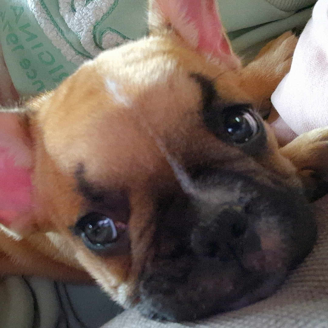 Arlo a rejoint le concours — aidez-le/la à gagner de superbes lots ! animal, boxer, bulldog, canine, chihuahua, dog, frenchbulldog, hound, pet, pitbull, puppy