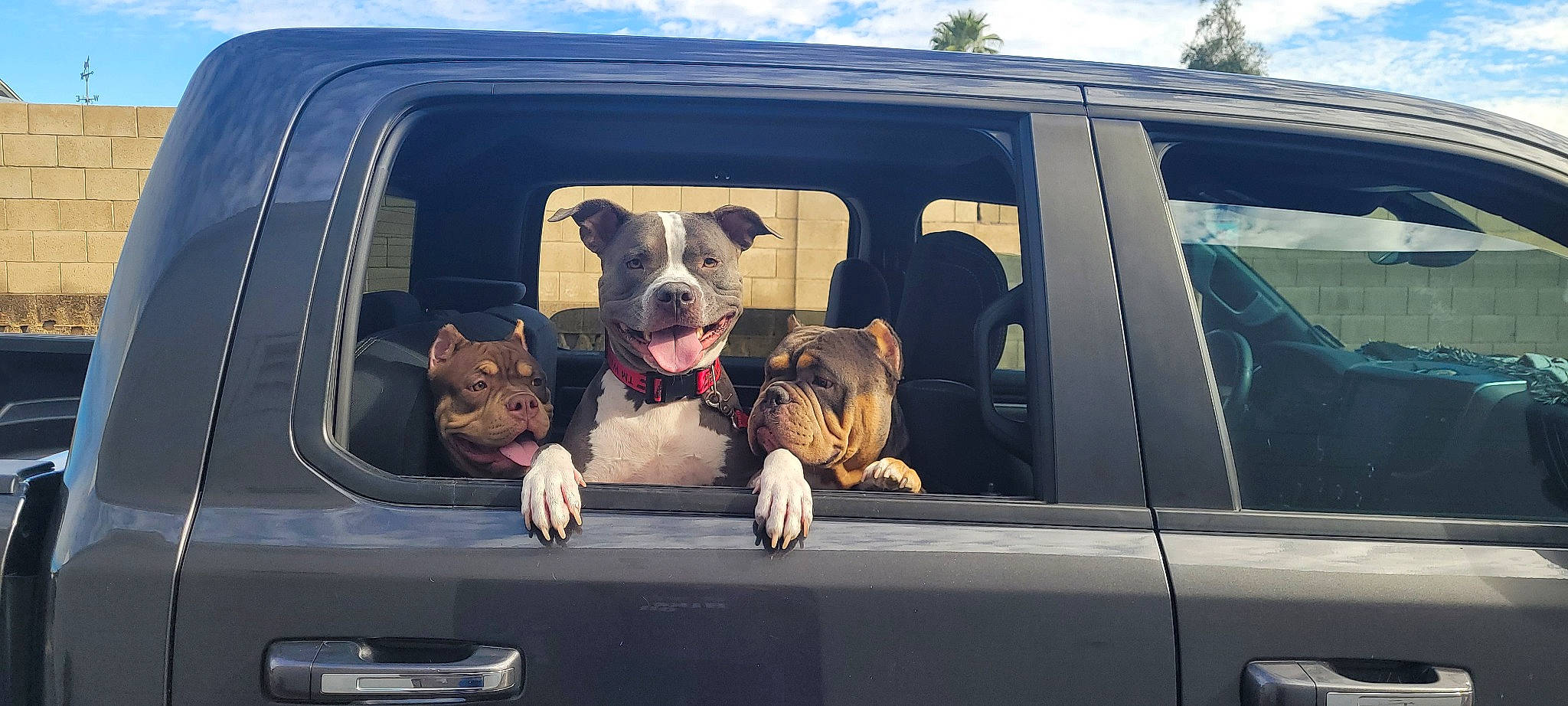 Kona is registered to the contest to win money with this photo: automotive_decal, automotive_design, automotive_exterior, automotive_lighting, automotive_mirror, car, carnivore, cloud, companion_dog, dog, dog_breed, fawn, hood, mode_of_transport, motor_vehicle, sky, vehicle, vehicle_door, vertebrate, window