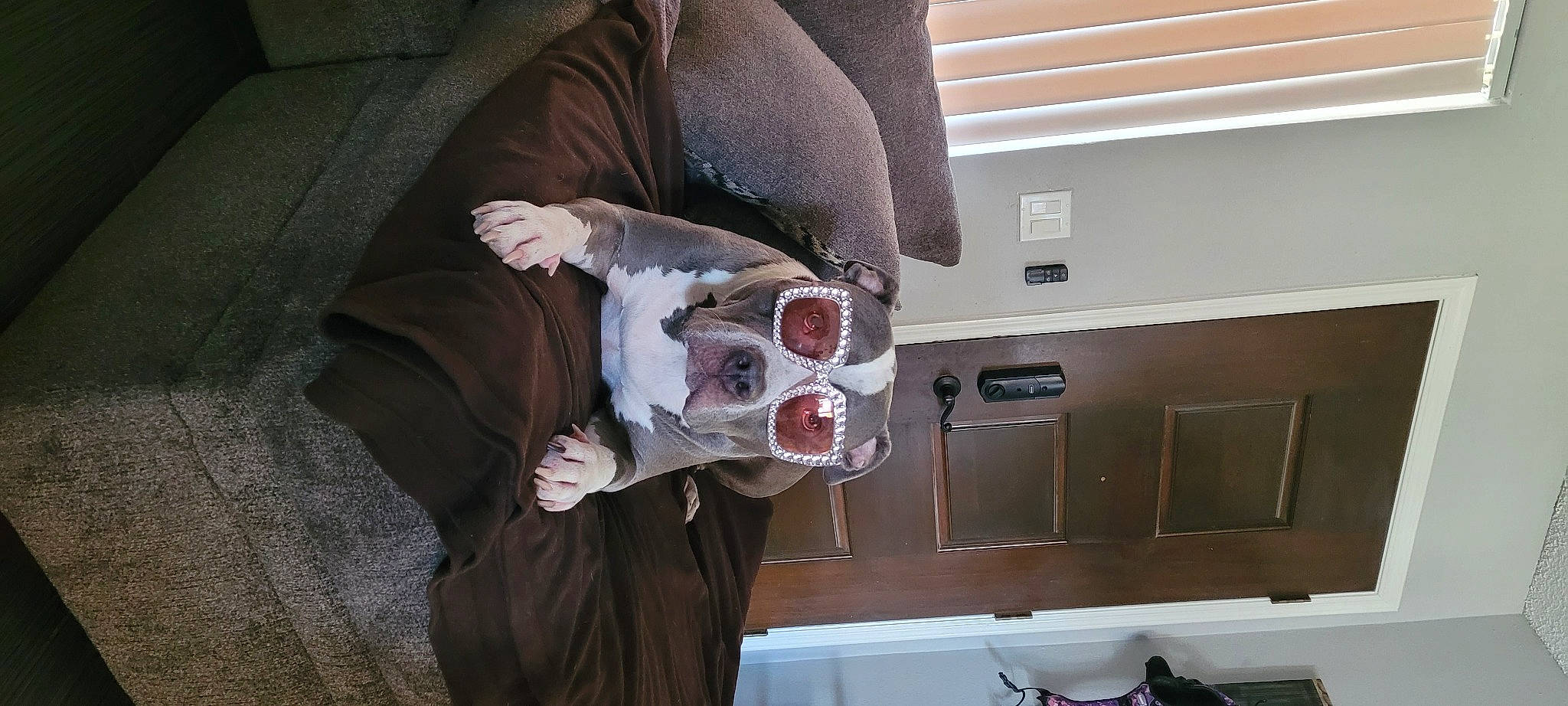 Kona joined the competition — help win amazing prizes! cabinetry, comfort, companion_dog, elbow, flesh, fur, personal_protective_equipment, room, sleeve