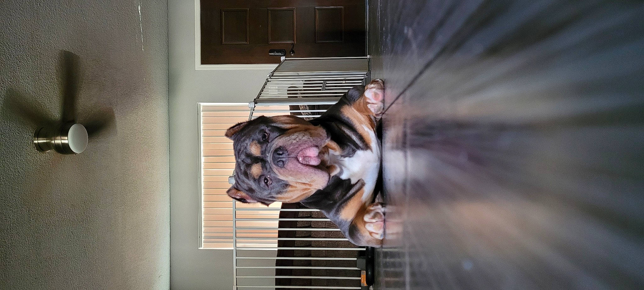 Bronson is registered to the contest to win money with this photo: canidae, carnivore, companion_dog, dog, dog_breed, dog_supply, fawn, fur, metal, non_sporting_group, pet_supply, room, snout, sporting_group, stairs, terrestrial_animal, working_animal