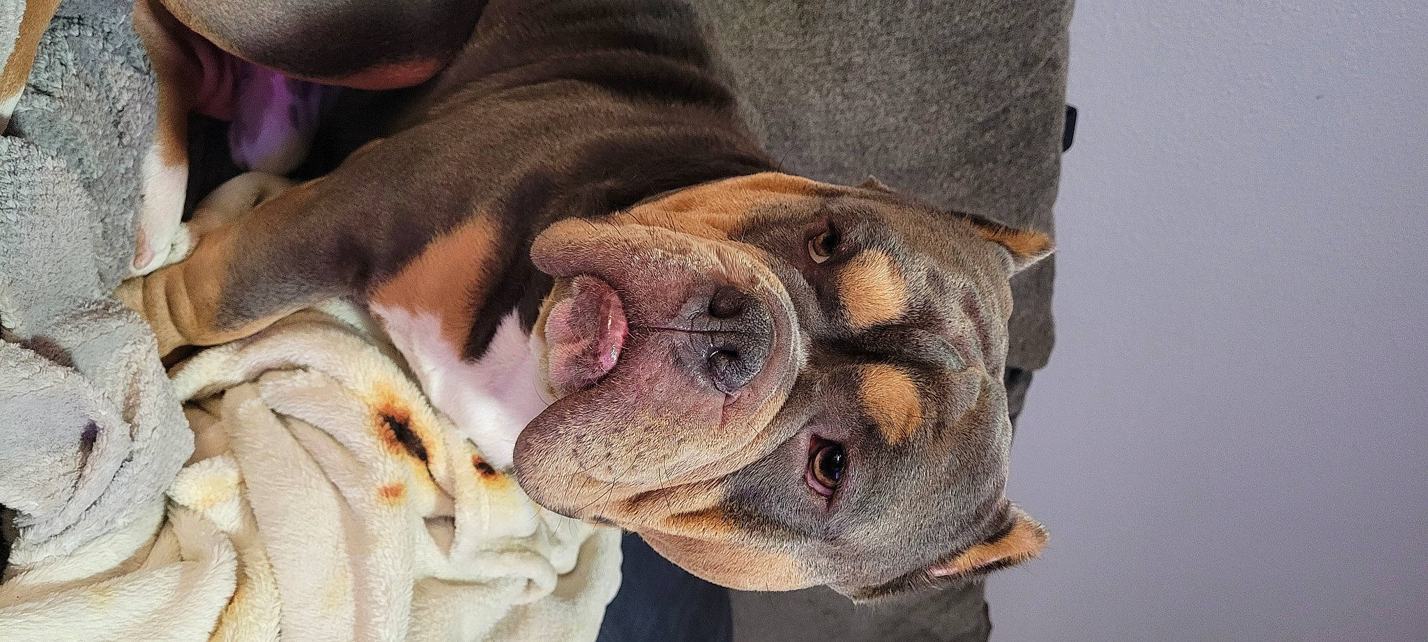 Bronson joined the competition — help win amazing prizes! canidae, carnivore, collar, companion_dog, dog, dog_breed, dog_collar, dog_supply, ear, eye, fawn, fur, head, liver, snout, sporting_group, terrestrial_animal, whiskers, working_animal, wrinkle